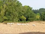 vaches dans un pré