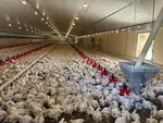 poulets en élevage
