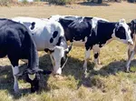 vaches dans un prè