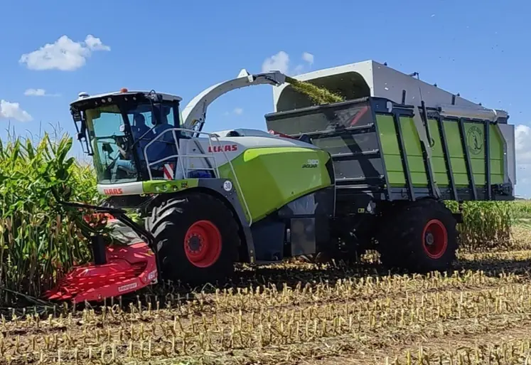 Ensileuse Jaguar articulée à trémie préparée par Mamut-Tech à l'ensilage de maïs