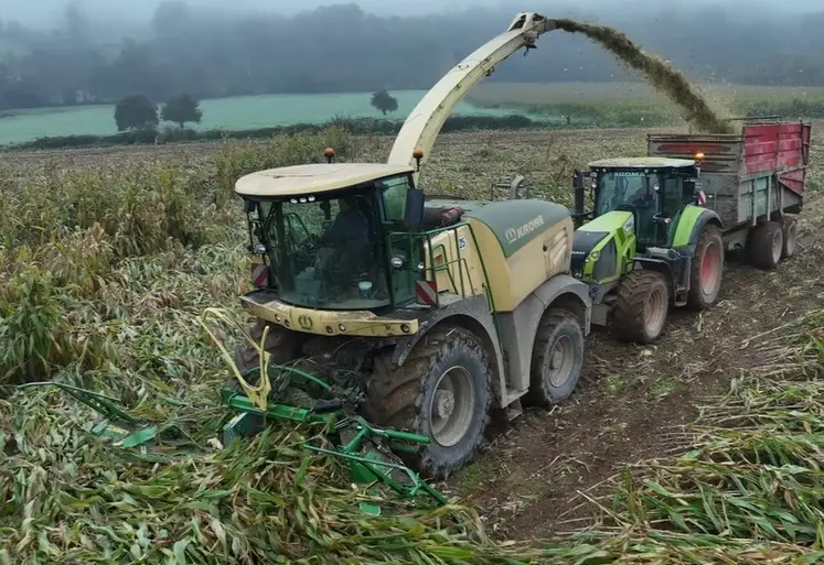 <em class="placeholder">Ensileuse Krone Big X récoltant du maïs couché</em>