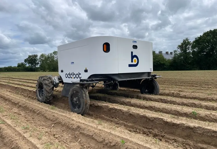 <em class="placeholder">Robot de désherbage mécanique Maverick d’Odd.Bot dans un champ de carottes dans la Manche</em>