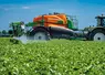 Pulvérisateur traîné Amazone UX 5201 Super au champ traitant des betteraves.