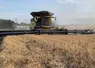 <em class="placeholder">Moissonneuse-batteuse CR11 de New Holland avec coupe à tapis MacDon</em>