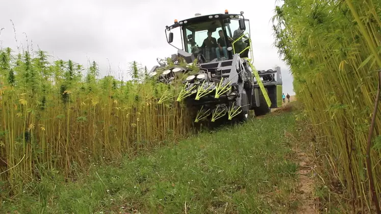 Le prototype de faucheuse automotrice Hyler Sativa 200 fauche sur deux niveaux déposés sur deux nattes distinctes. 