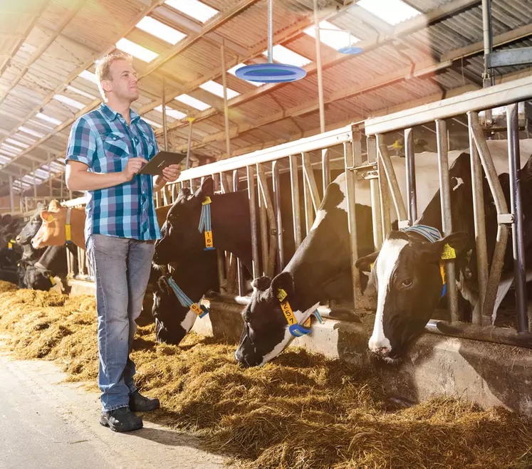 À l'aide se son smartphone ou de sa tablette, l'éleveur identifie les vaches à observer, puis il peut les géolocaliser dans la stabulation.  © Boumatic