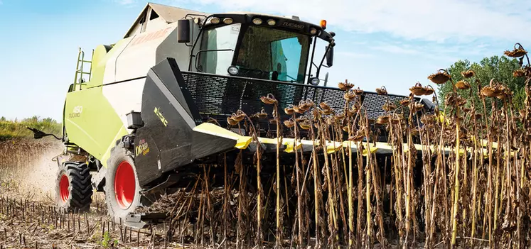 La récolte au plus près des capitules de tournesol évite d'encombrer la moissonneuse-batteuse et permet de gagner en propreté et en débit de chantier.