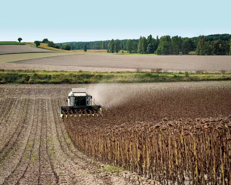 Le broyage à la récolte évite aux tiges de tournesol de dégrader le dessous de la moissonneuse-batteuse et des tracteurs.