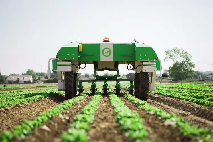 Le robot Dino de la société Naïo Technologies désherbe mécaniquement sur les rangs de salades.