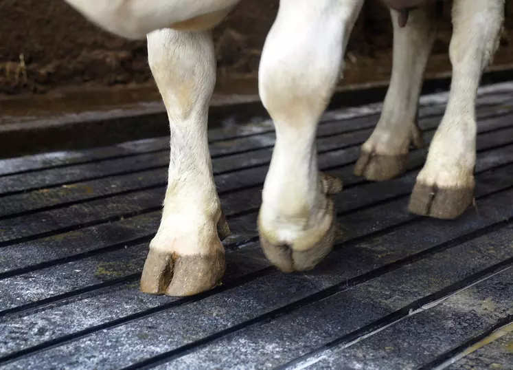 Le tapis ProfiDrain de Kraiburg dispose d'une surface abrasive pour garantir la stabilité des bovins et entretenir leurs onglons.