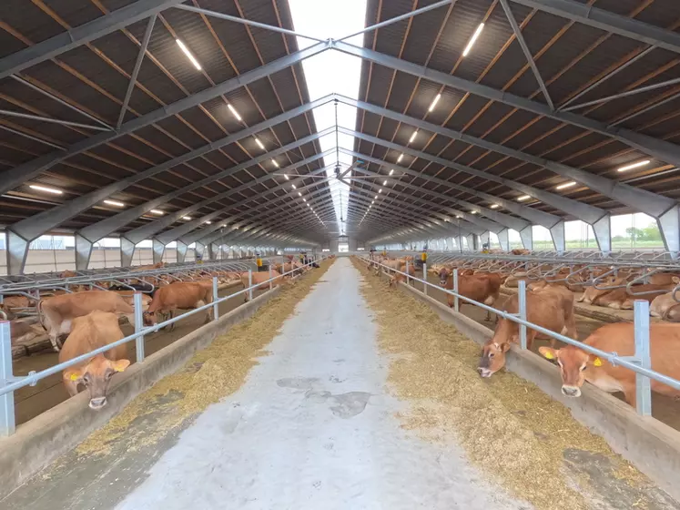 L'exploitation danoise Lønholm Agro ApS compte actuellement 830 Jersiaises et a l'objectif d'en traire 1 400 d'ici deux à trois ans. 