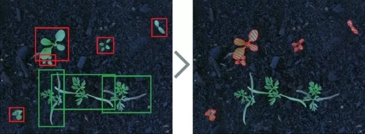 La machine Lumina utilisant des faisceaux laser se base sur l'intelligence artificielle pour différencier les adventices des plantes cultivées.