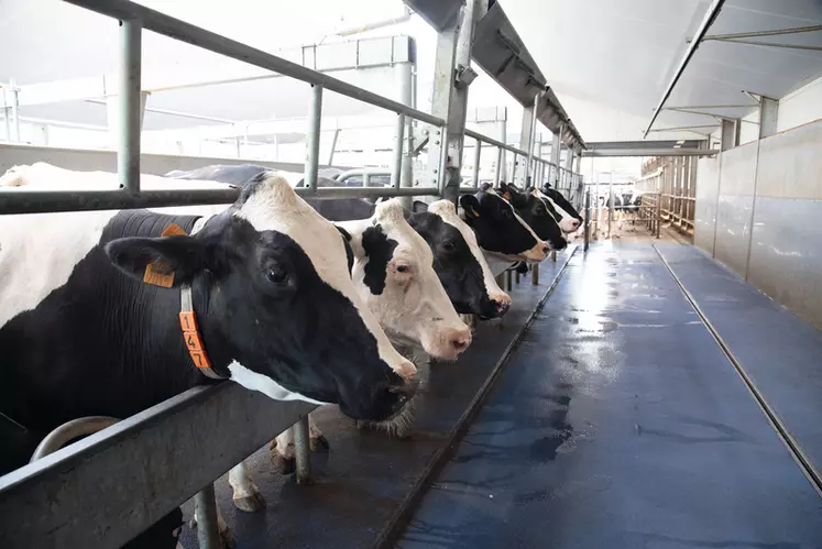La salle de traite TPA XpressWay 3.0 de Boumatic offre de l'espace et une sortie rapide pour les vaches.
