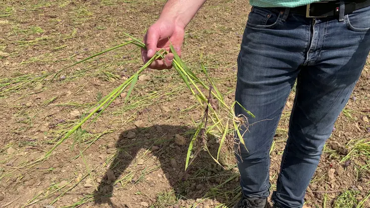 <em class="placeholder">Il faut activer le rouleau hacheur de l&#039;outil à dents pour espérer dégrader un peu les tiges du couvert. </em>