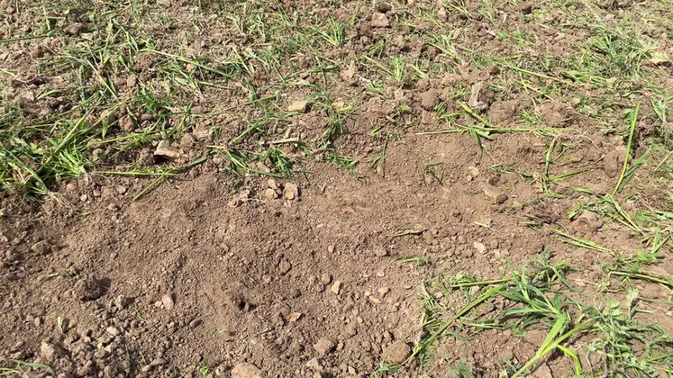 <em class="placeholder">À une profondeur de 5 cm et une vitesse de 10 km/h, le déchaumeur à dents scalpe efficacement toute la surface du couvert. </em>