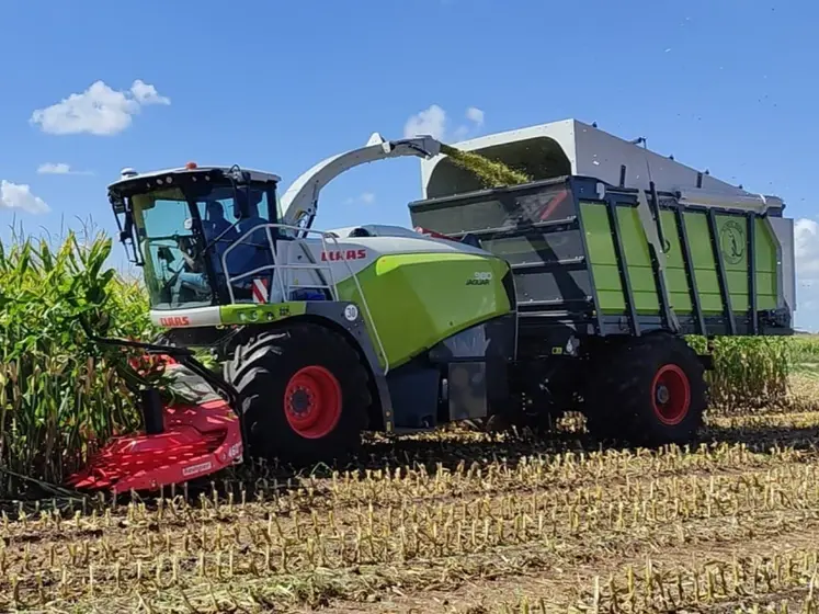 Ensileuse Jaguar articulée à trémie préparée par Mamut-Tech à l'ensilage de maïs