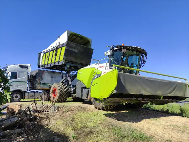 Ensileuse Claas Jaguar articulée à trémie préparée par Mamut-Tech avec coupe directe Claas Direct Disc 