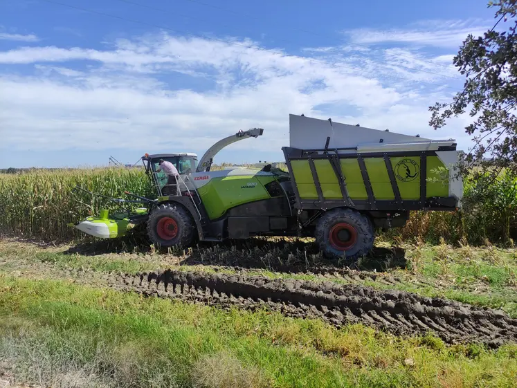 Ensileuse Claas Jaguar articulée à trémie préparée par Mamut-Tech à l'ensilage de maïs sur un terrain humide