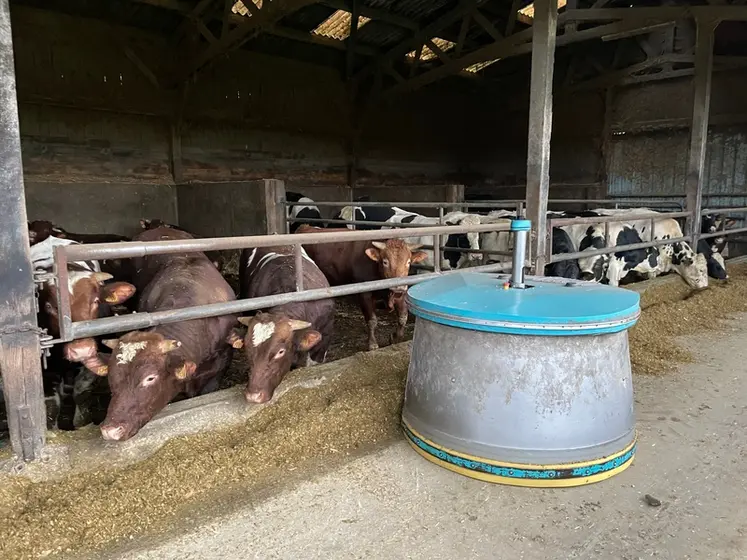 <em class="placeholder">Robot repousse fourrage CRD Alim Big dans bâtiment avec taurillons Rouge des prés (ex Maine-Anjou) et Prim&#039;Holstein du Gaec du Rocher à Saint-Loup-du-Gast (Mayenne)</em>