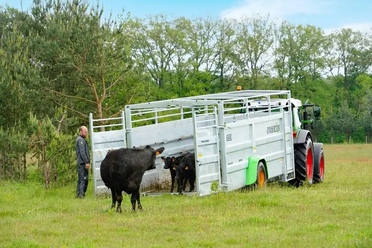 <em class="placeholder">Déchargement des animaux sur la bétaillère Joskin à dépose au sol.</em>