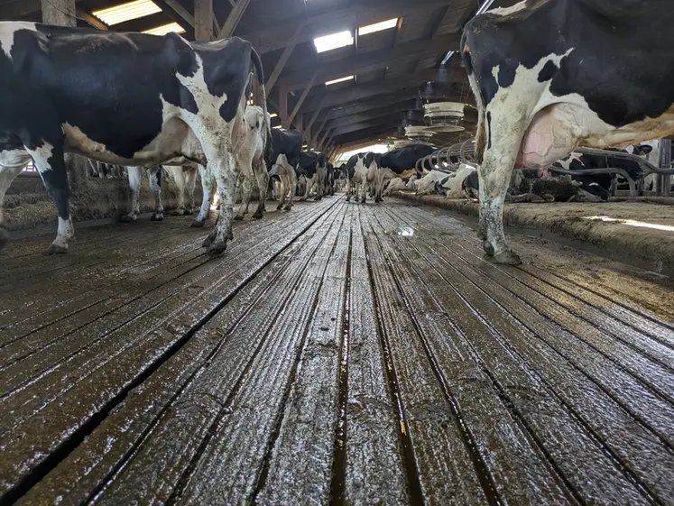 <em class="placeholder">Vaches prim&#039;Holstein sur tapis drainants Magellan de Bioret Agri</em>