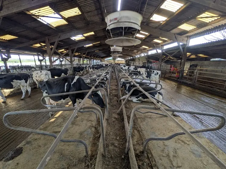 <em class="placeholder">Vaches prim'Holstein dans logettes</em>