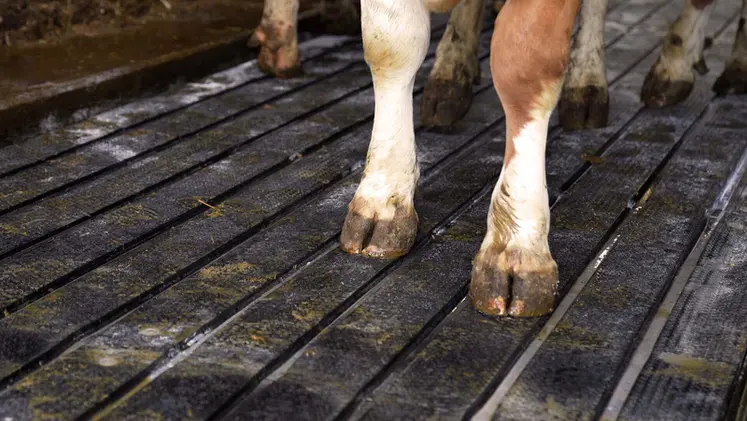 <em class="placeholder">Vue du tapis drainant ProfiDrain de Kraiburg</em>