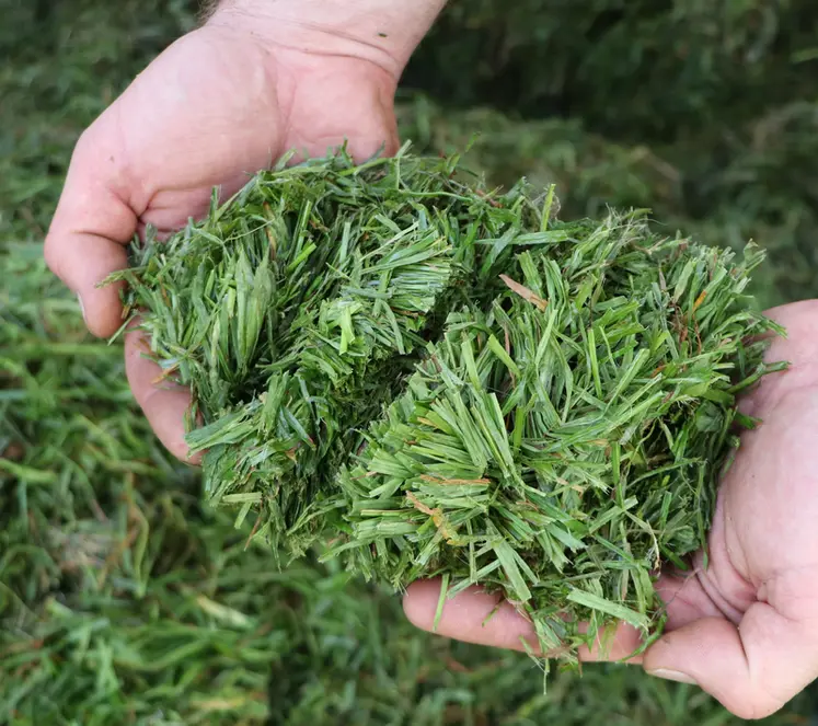 <em class="placeholder">Ensilage d'herbe coupe fine coupé par remorque autochargeuse Magnon 9 de Strautmann</em>