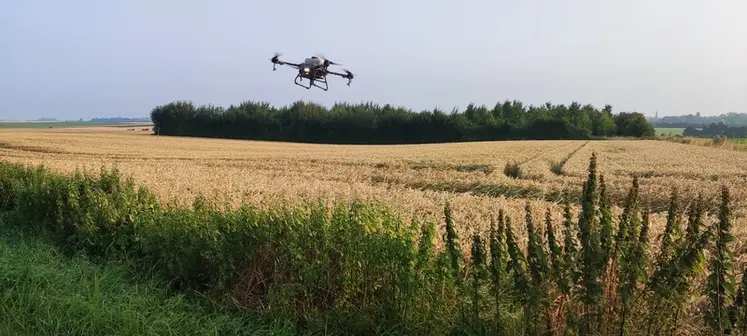 <em class="placeholder">Drone réalisant du semis de couvert sur céréales.</em>