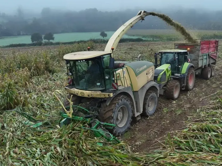 <em class="placeholder">Ensileuse Krone Big X récoltant du maïs couché</em>