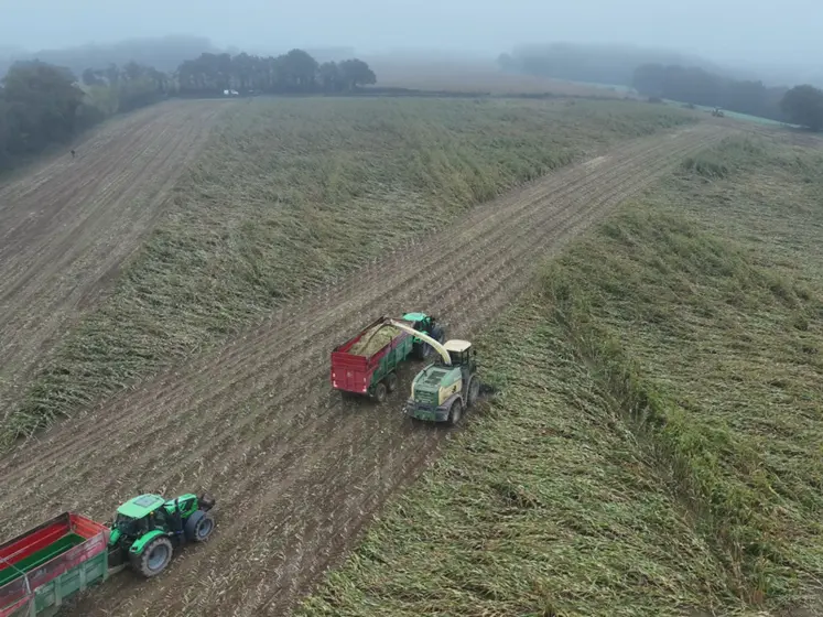 <em class="placeholder">Ensileuse Krone Big X récoltant du maïs couché</em>