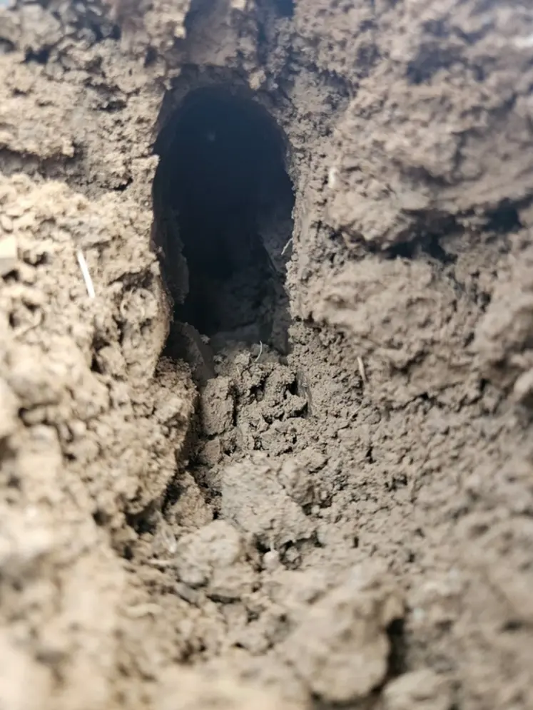 <em class="placeholder">Galerie artificielle formée par la solution de dépose de rodenticide en profondeur IntelliFox de Novag. </em>