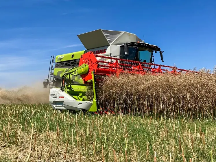 Moissonneuse-batteuse Claas dans le colza
