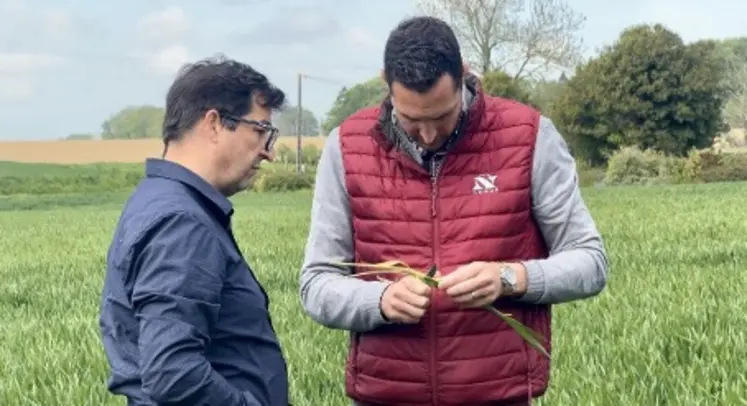 Deux agriculteurs évaluent le blé dans un champ.