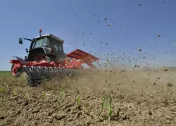Houe rotative Einböck travaillant à vive allure dans le maïs