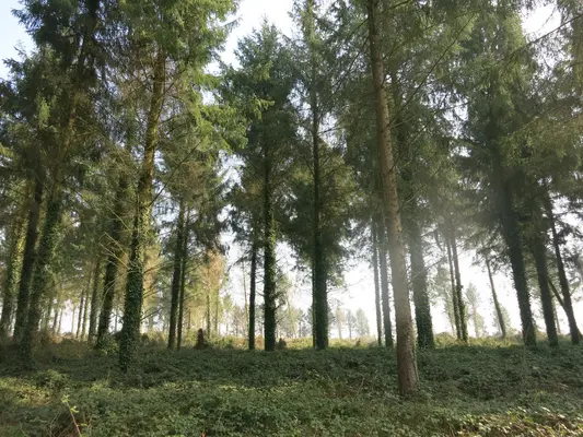 Forêt d' épicéa de Sitka