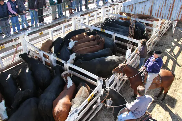 Marché aux bestiaux en Argentine