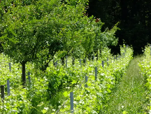 <em class="placeholder">Agroforesterie en viticulture. Arbres fruitiers entre les rangs de vigne.</em>