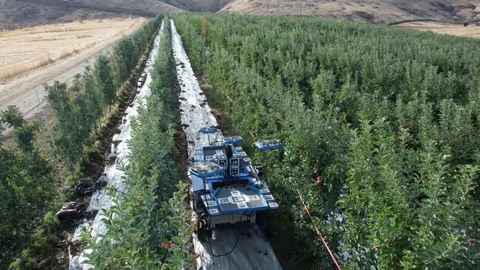 Vergers étroits de pommiers (Etat de Washington)