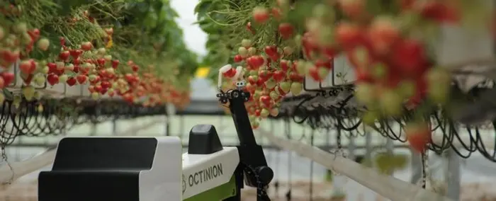 Tomates, fraises : des projets encore plus avancés