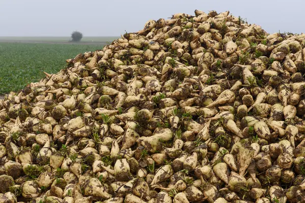 Tas de betteraves en Eure-et-Loire