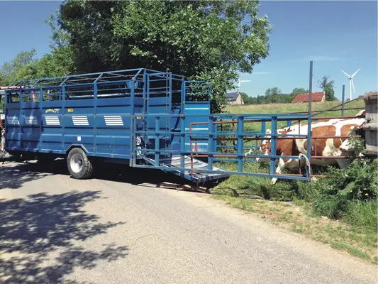 Chargement de bovins dans une remorque bétaillère