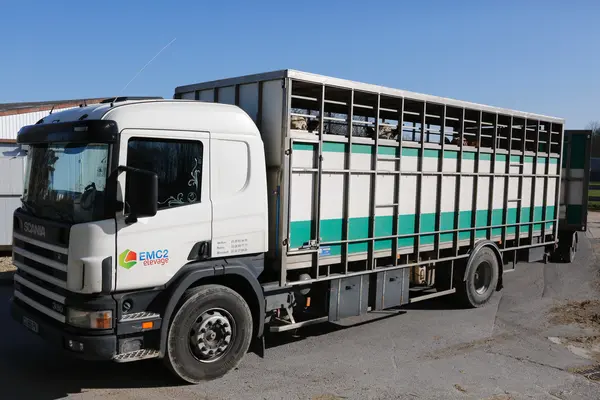 Chargement d' un lot de broutards Charolais pour l' engraissement dans une bétaillère