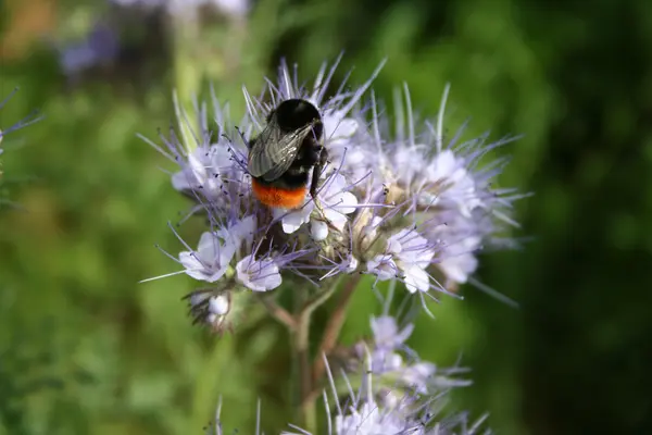 Une abeille sauvage butine dans une jachère apicole