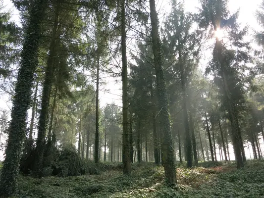 Une forêt d'épicéa en Bretagne