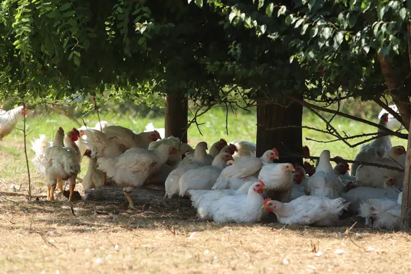 Poulets en plein air