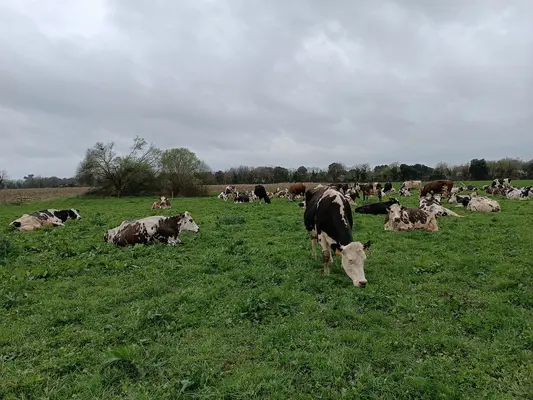 Vaches laitières dans un pâturage