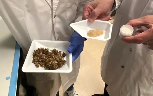 drêches de brasserie