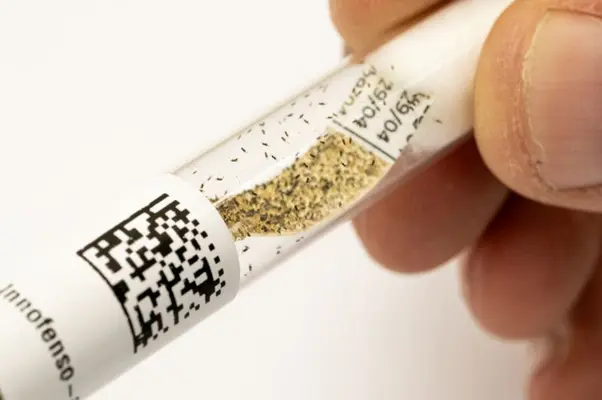 insectes dans un tube à essais