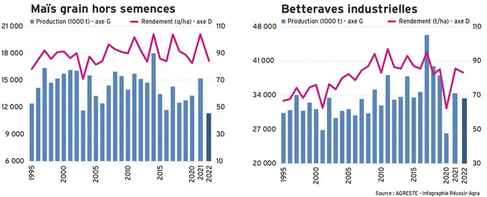 Betterave à sucre : malgré la sécheresse estivale, un rendement préservé